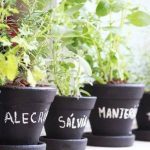 livro sobre cultivo em casa