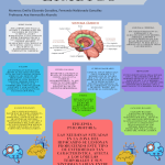 livro de Neuroanatomia