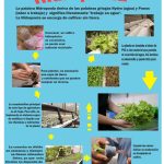 livro sobre hidropônicos