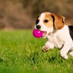livro sobre cachorros