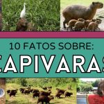 livro sobre capivaras