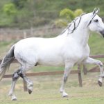 livro sobre cavalos