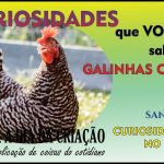 livro sobre galinhas