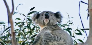 livro sobre koala