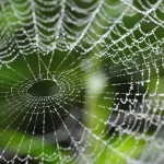 livro sobre aranhas